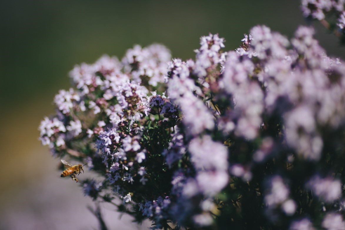 Central Otago thyme