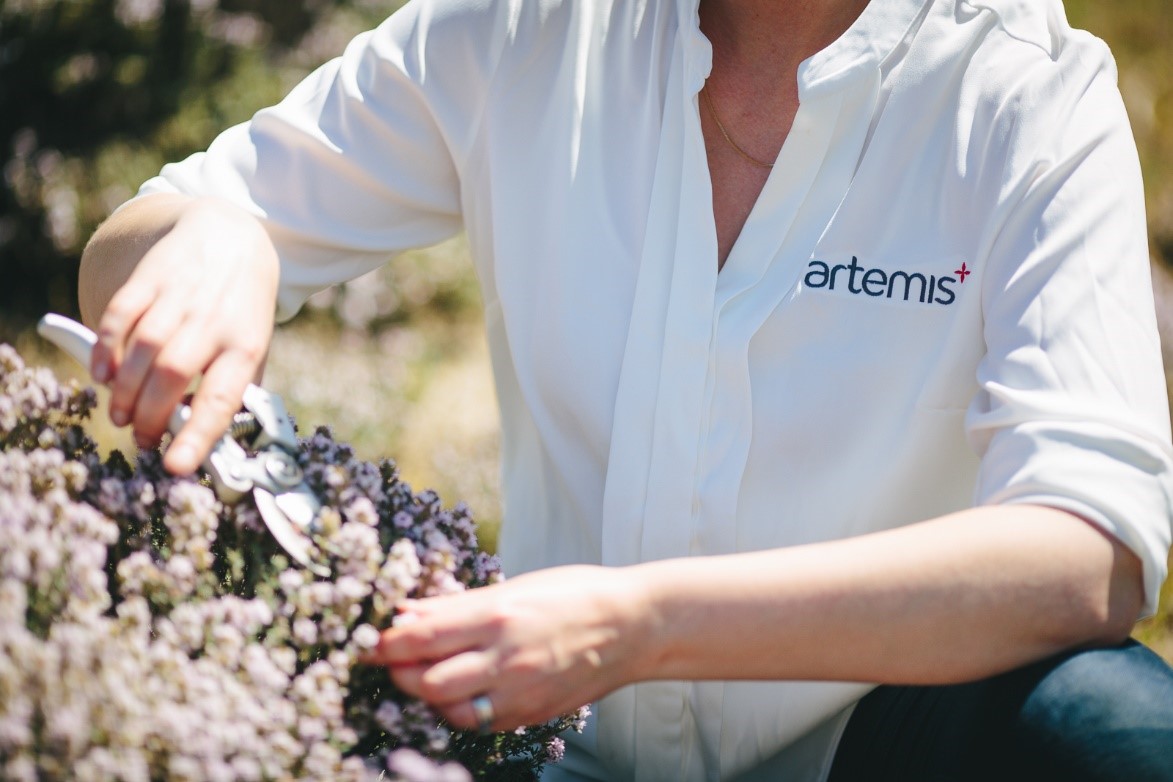 Harvesting Central Otago thyme