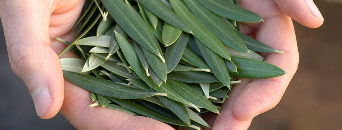 What makes Olive Leaf Extract so Good?