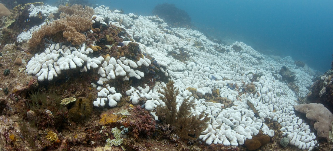 coral bleaching - sunscreen damaging coral