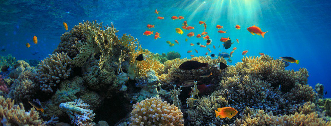 Sunscreen damage to coral reefs