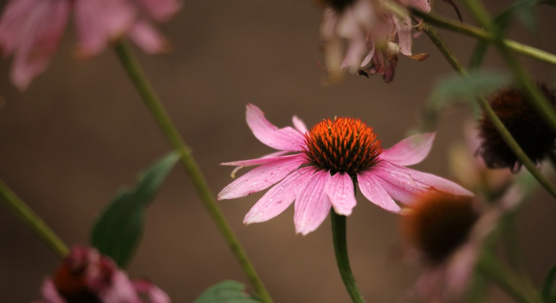 echinacea purpurea 