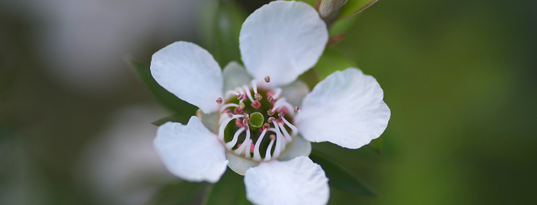 manuka honey guide